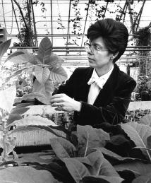 Mary-Dell Chilton in greenhouse with tobacco plants.